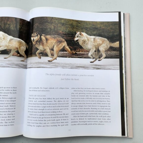 Spirit of the Wolf: Hardcover Book Coffee Table Decor Mythical Hunter of the Wil - Picture 14 of 16